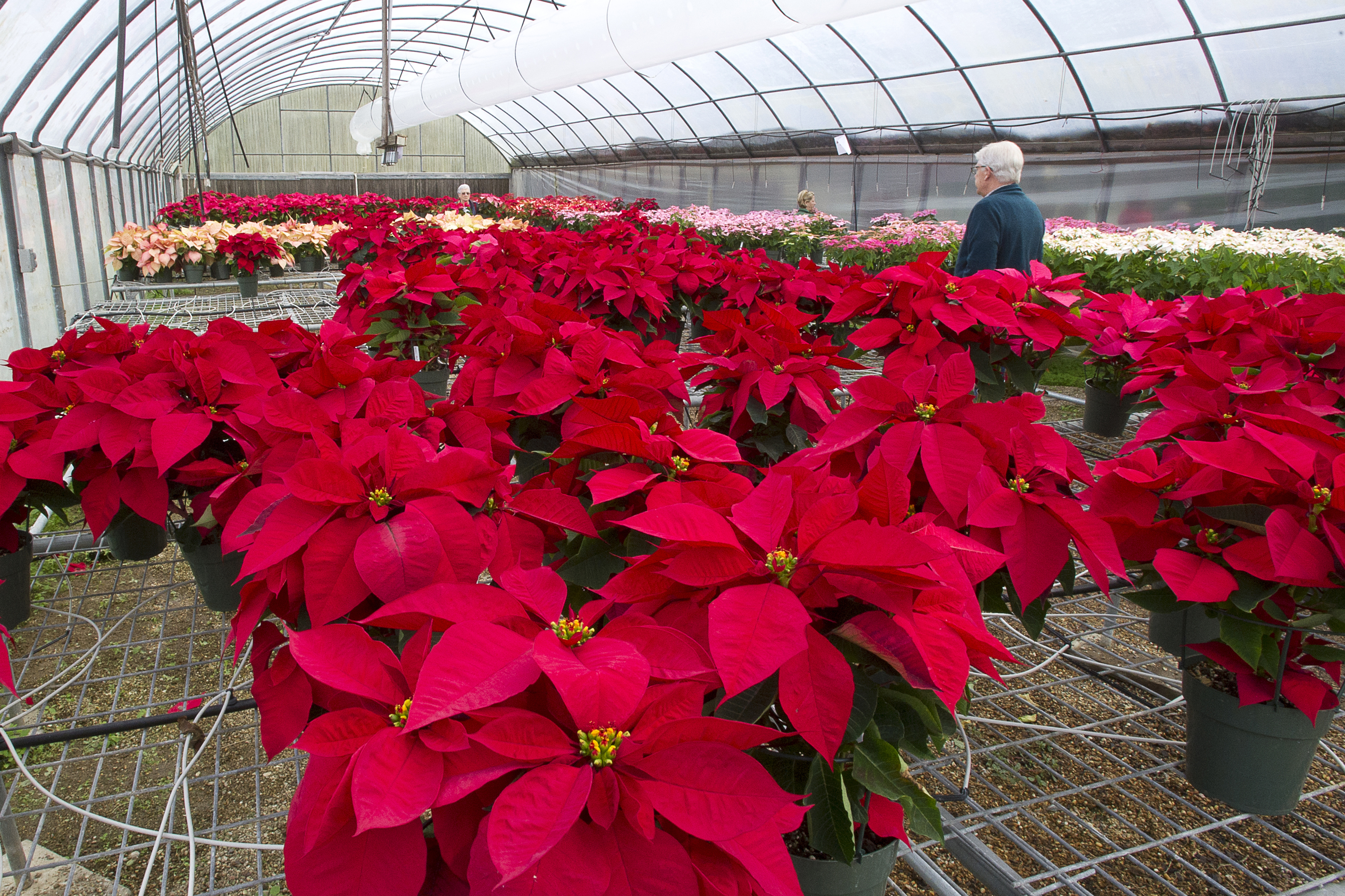 Get ready to deck the halls at AgCenter poinsettia sale Nov. 27